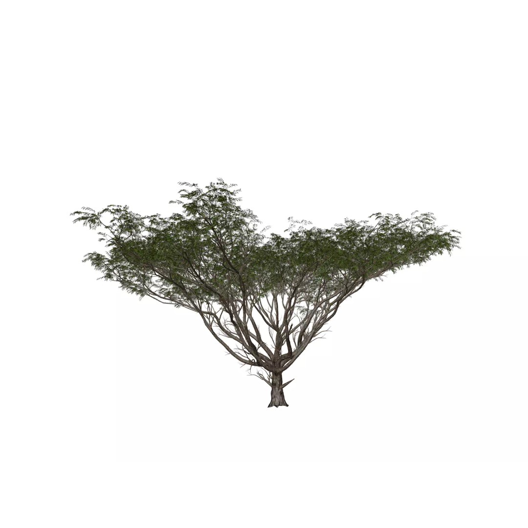 Acacia Tree 3D Model – Photorealistic Plant Asset, FBX, OBJ - View 2
