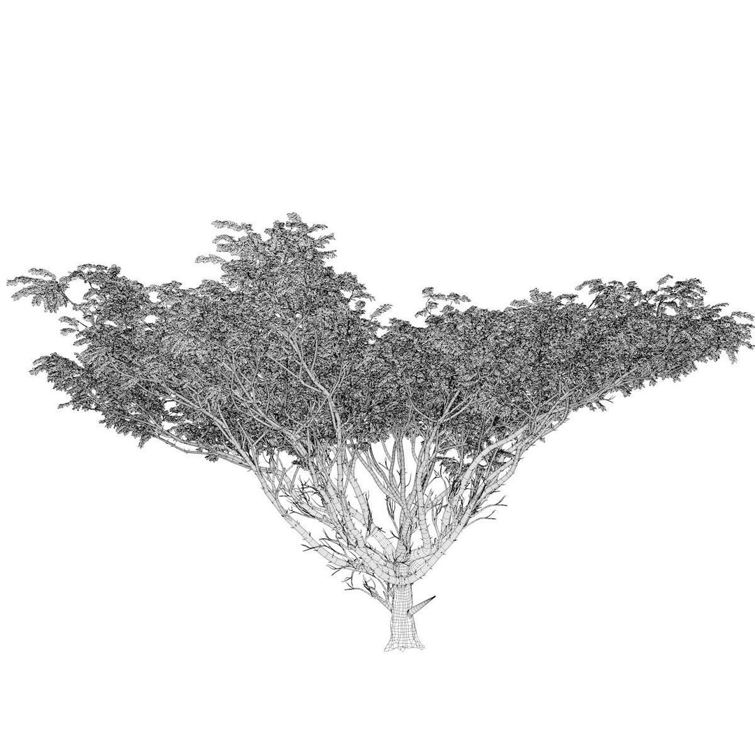Acacia Tree 3D Model – Photorealistic Plant Asset, FBX, OBJ - View 3