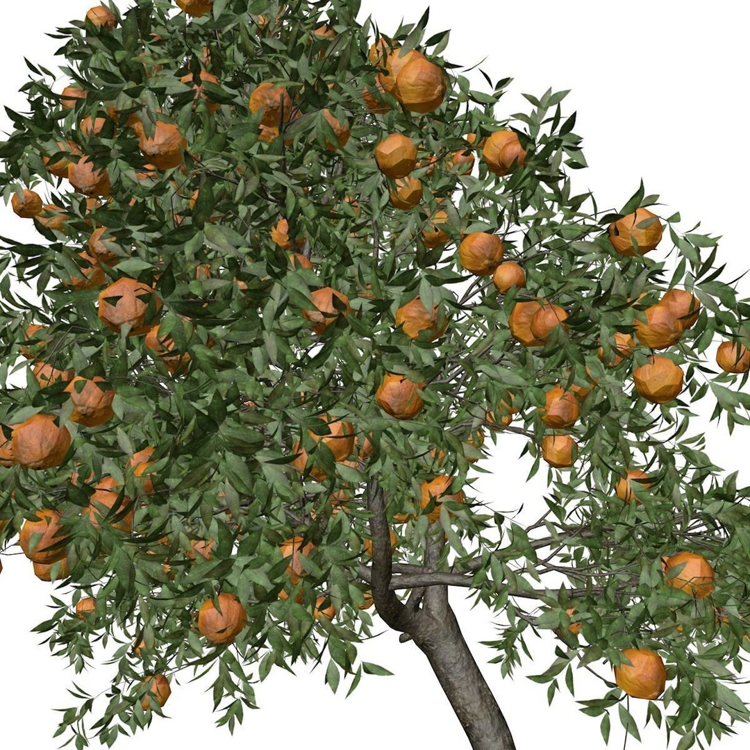 Orange Tree 3D Model – Photorealistic Game Asset, FBX, PBR