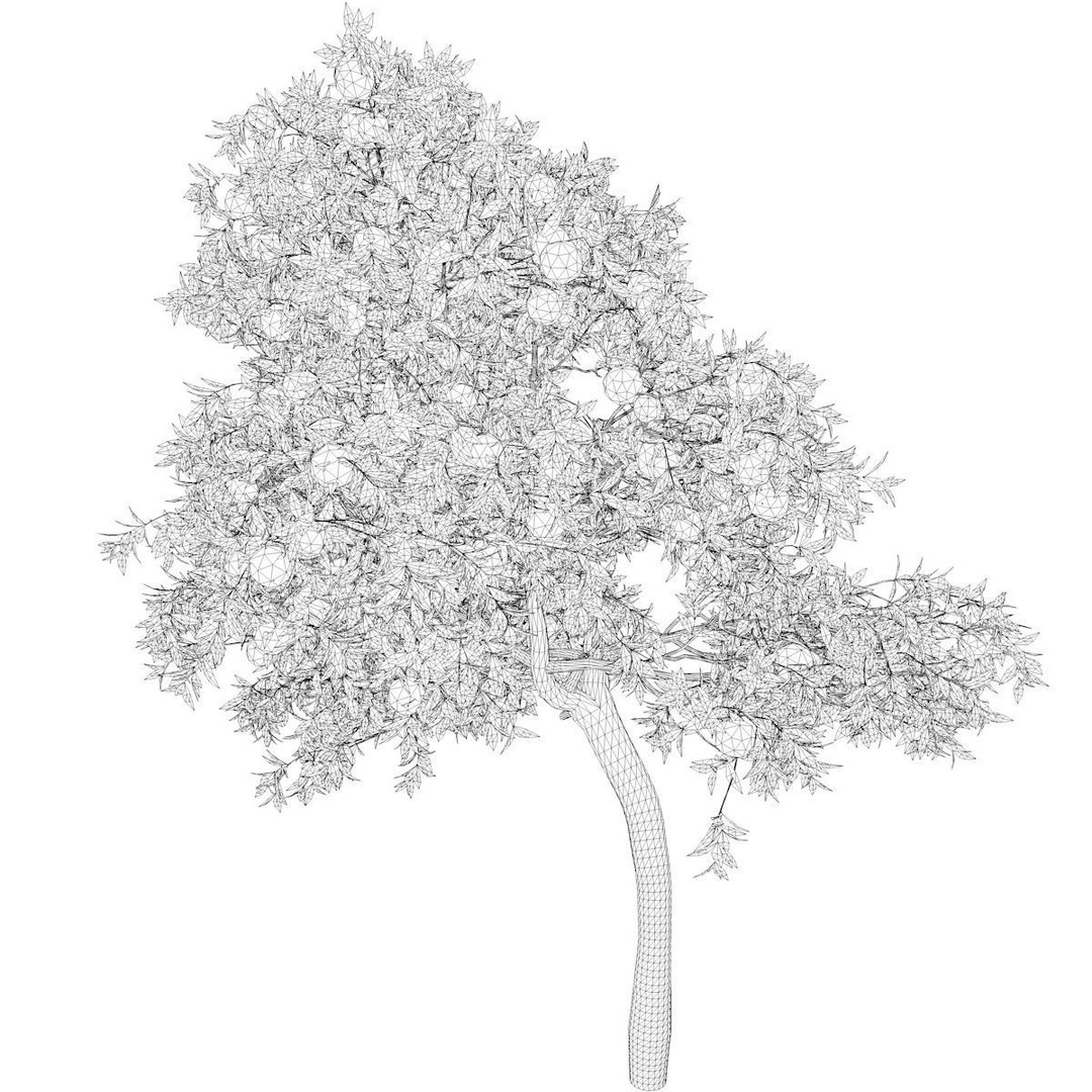 Orange Tree 3D Model – Photorealistic Game Asset, FBX, PBR - View 3