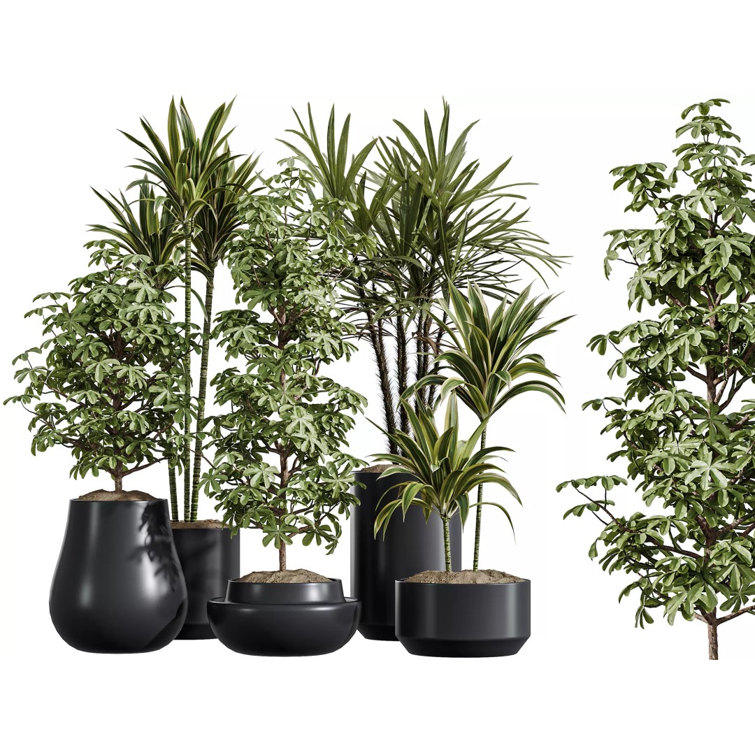 Indoor Plants 3D Model – Realistic Schefflera & Rhapis Palm, FBX - View 2
