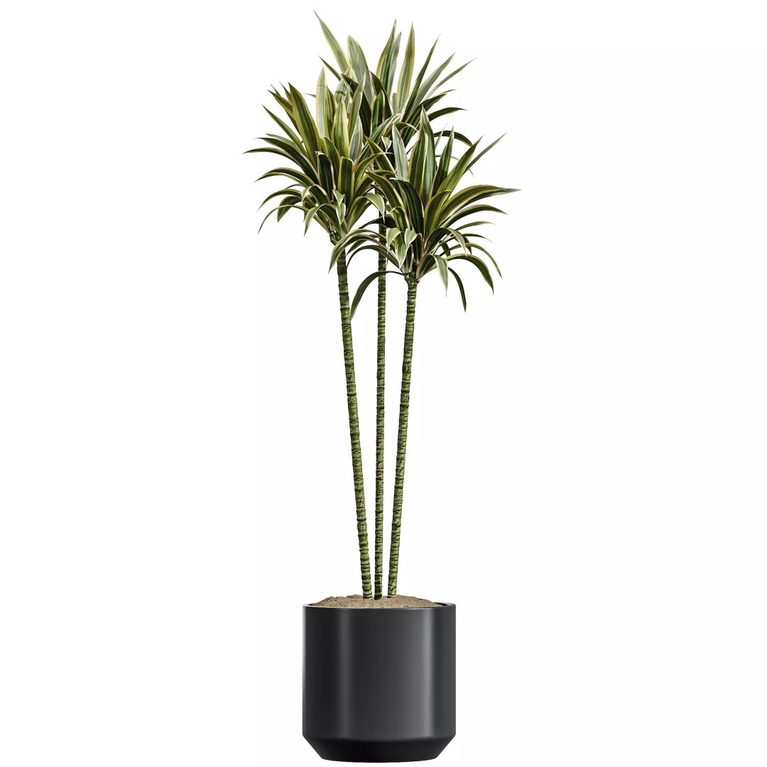Indoor Plants 3D Model – Realistic Schefflera & Rhapis Palm, FBX - View 3