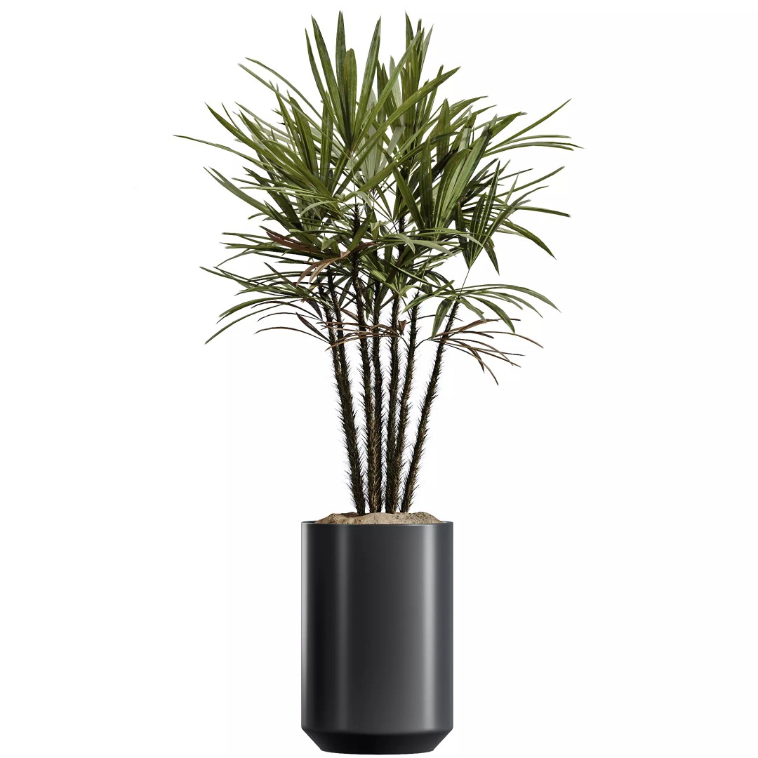 Indoor Plants 3D Model – Realistic Schefflera & Rhapis Palm, FBX - View 4