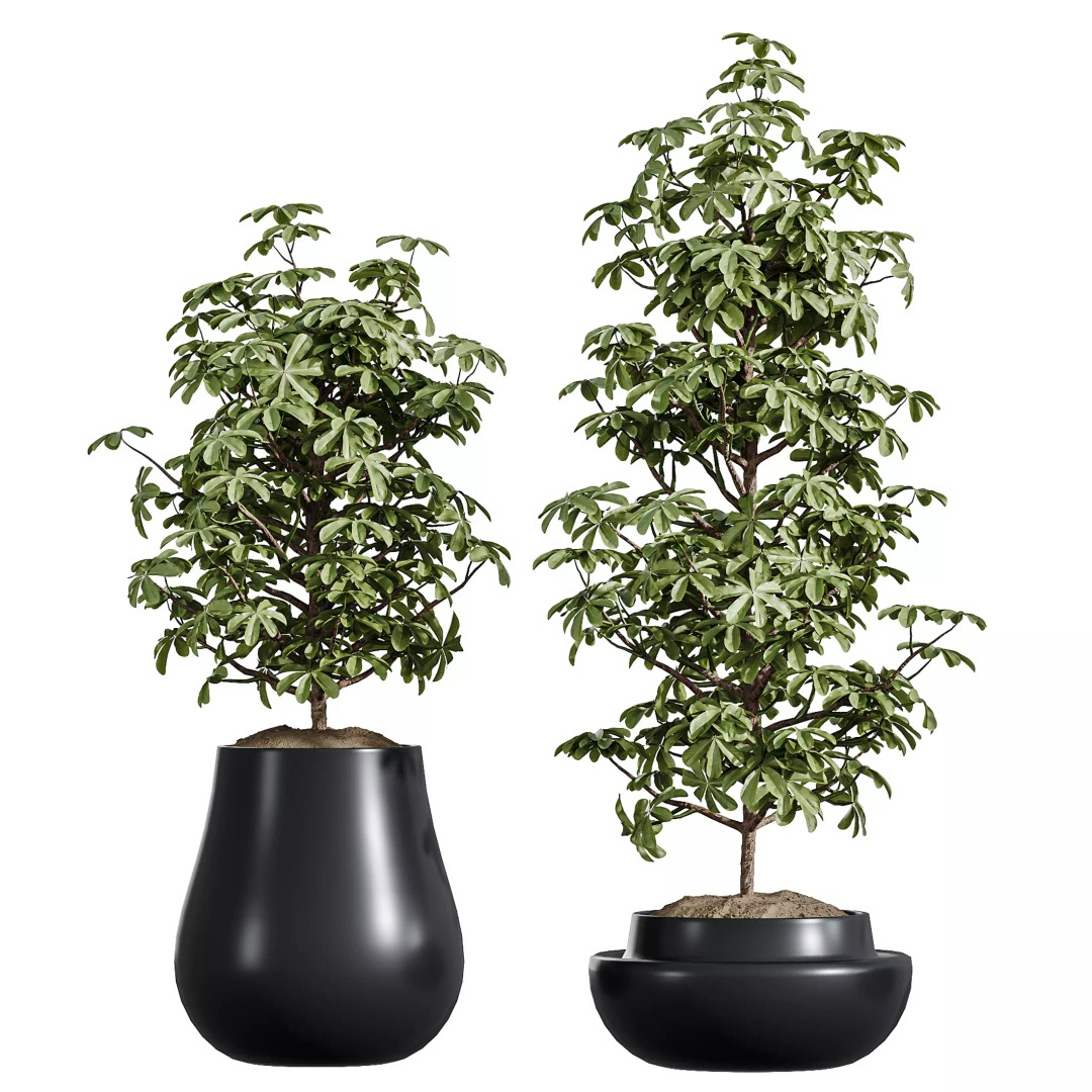 Indoor Plants 3D Model – Realistic Schefflera & Rhapis Palm, FBX - View 5