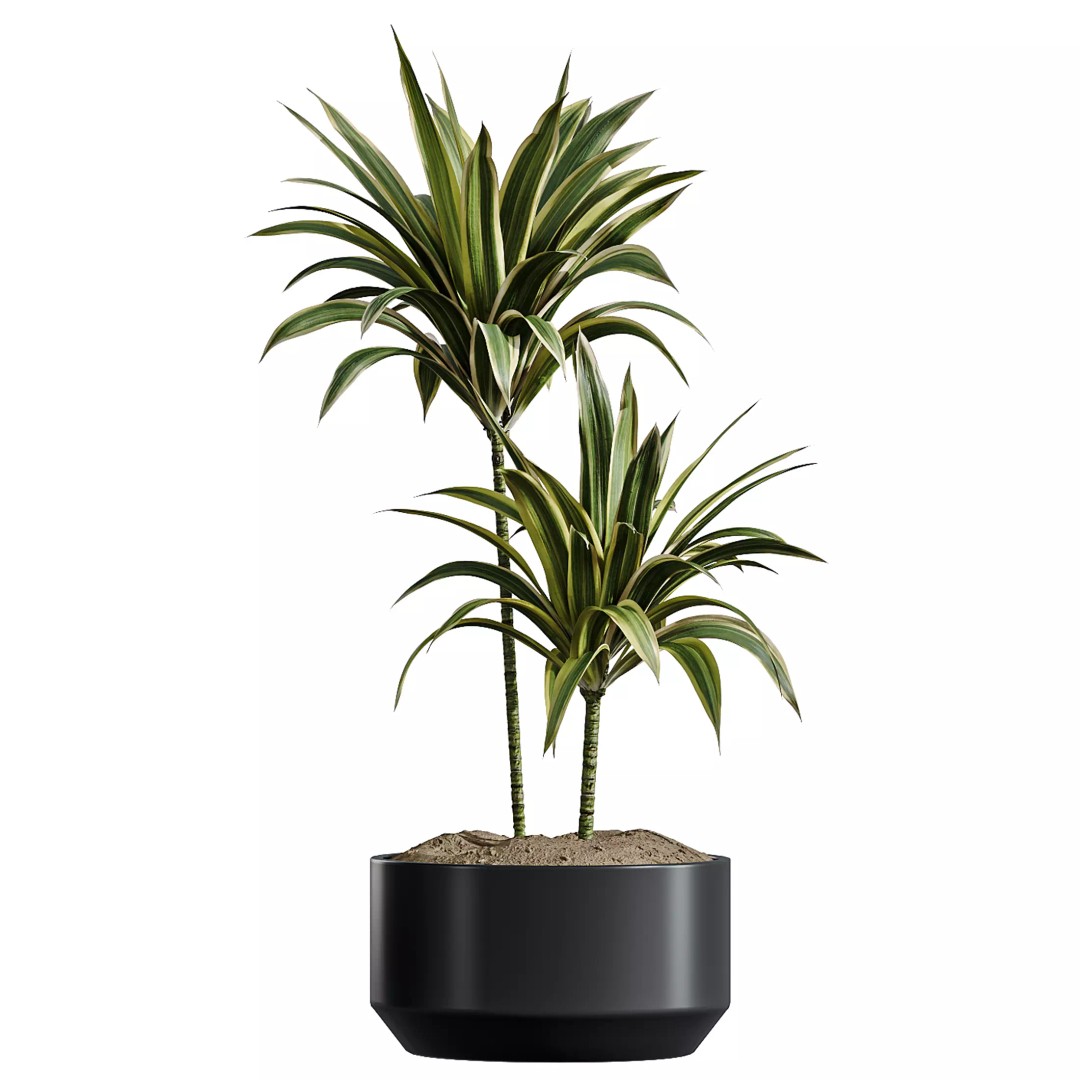 Indoor Plants 3D Model – Realistic Schefflera & Rhapis Palm, FBX - View 6