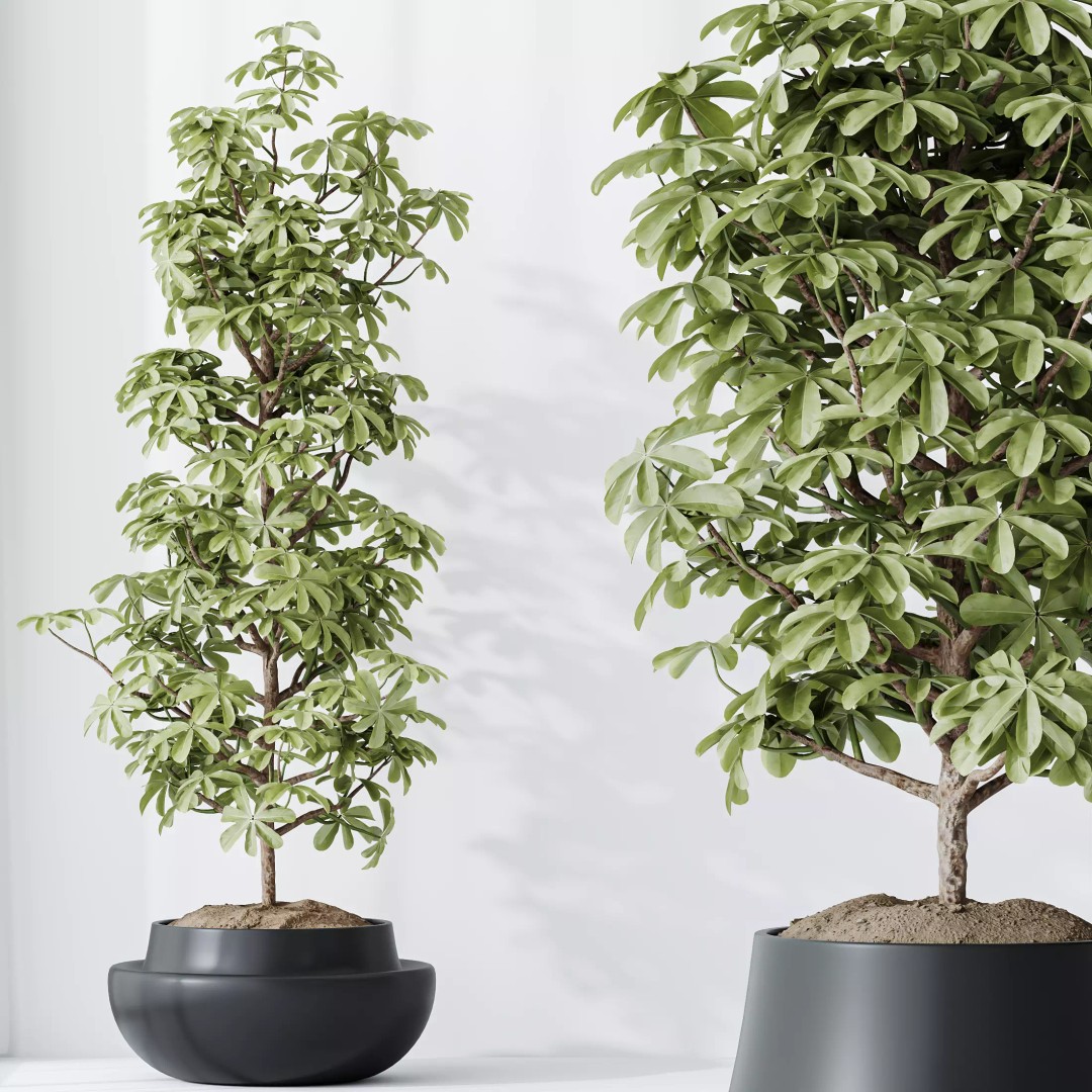 Indoor Plants 3D Model – Realistic Schefflera & Rhapis Palm, FBX - View 7