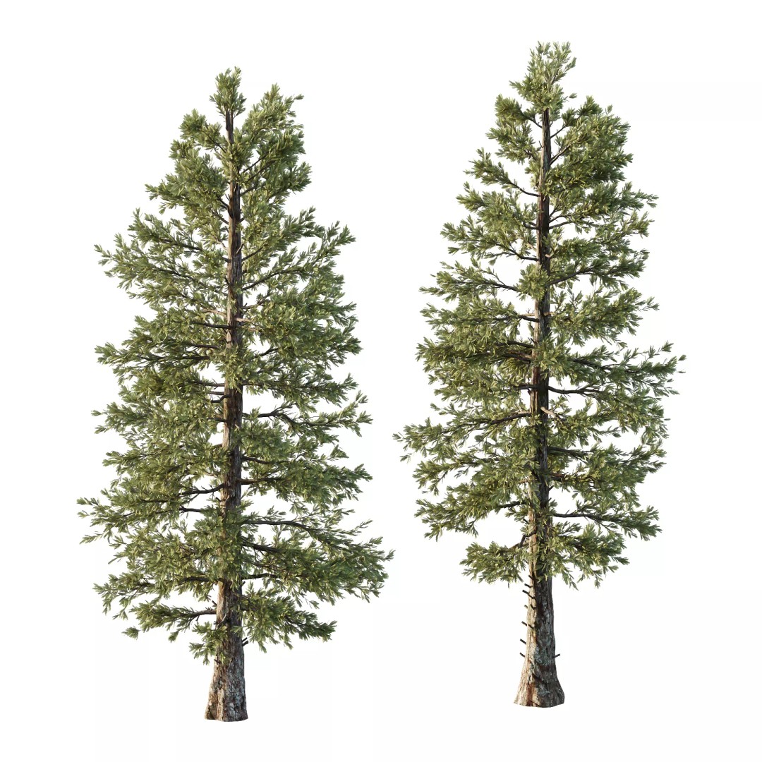 Douglas Fir Tree 3D Model – High Poly PBR Asset, FBX & OBJ Formats - View 2