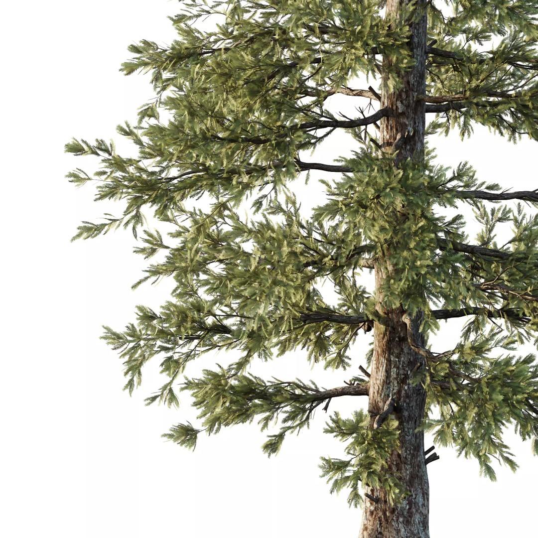 Douglas Fir Tree 3D Model – High Poly PBR Asset, FBX & OBJ Formats - View 3