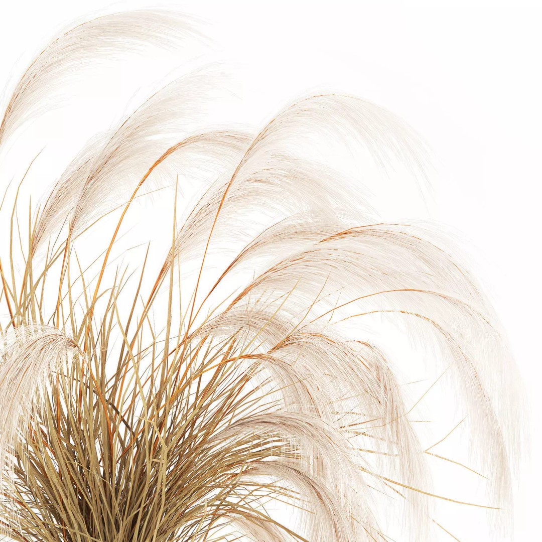 Cortaderia Pampas Grass 3D Model – Realistic Dried Flower Arrangement - View 10