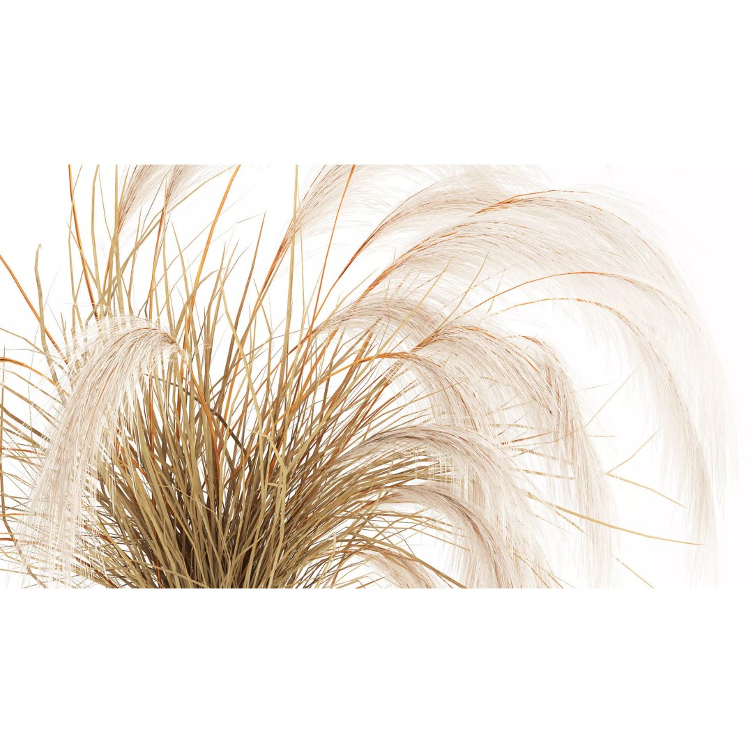 Cortaderia Pampas Grass 3D Model – Realistic Dried Flower Arrangement - View 5