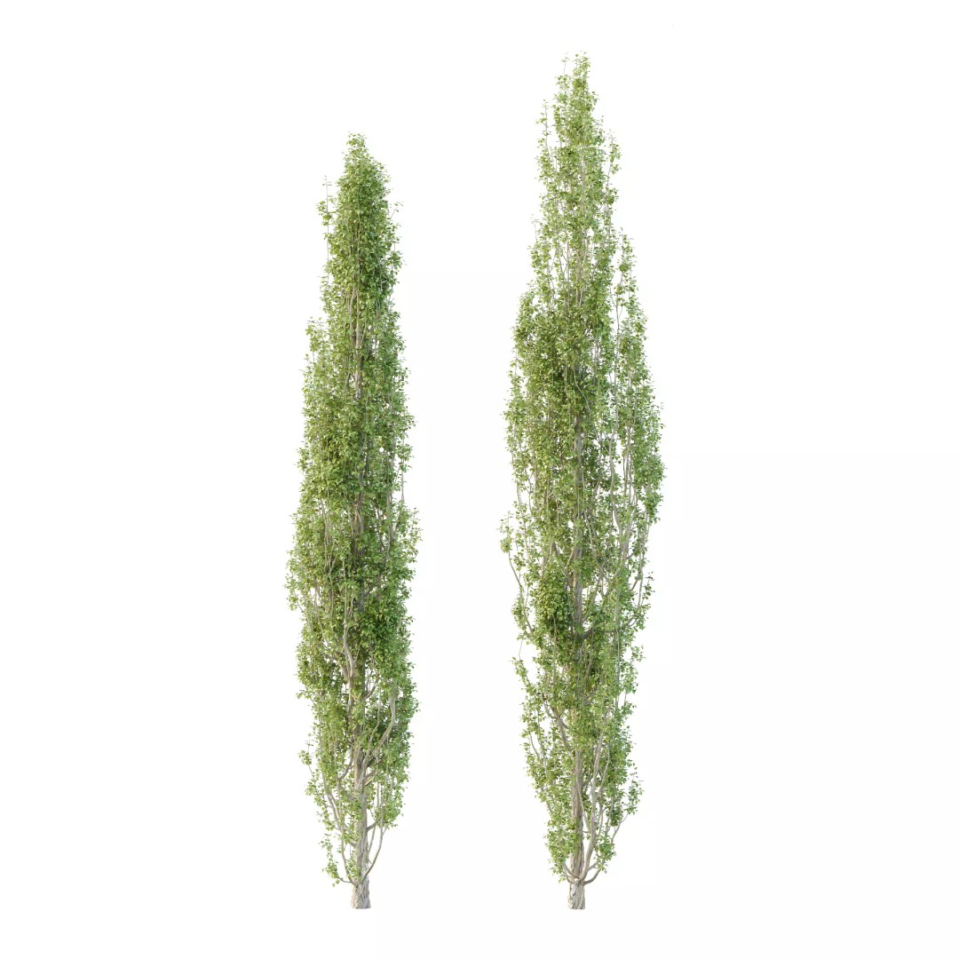 Populus Nigra Tree 3D Model – High Poly Plant Asset, FBX, OBJ, Blender - View 2