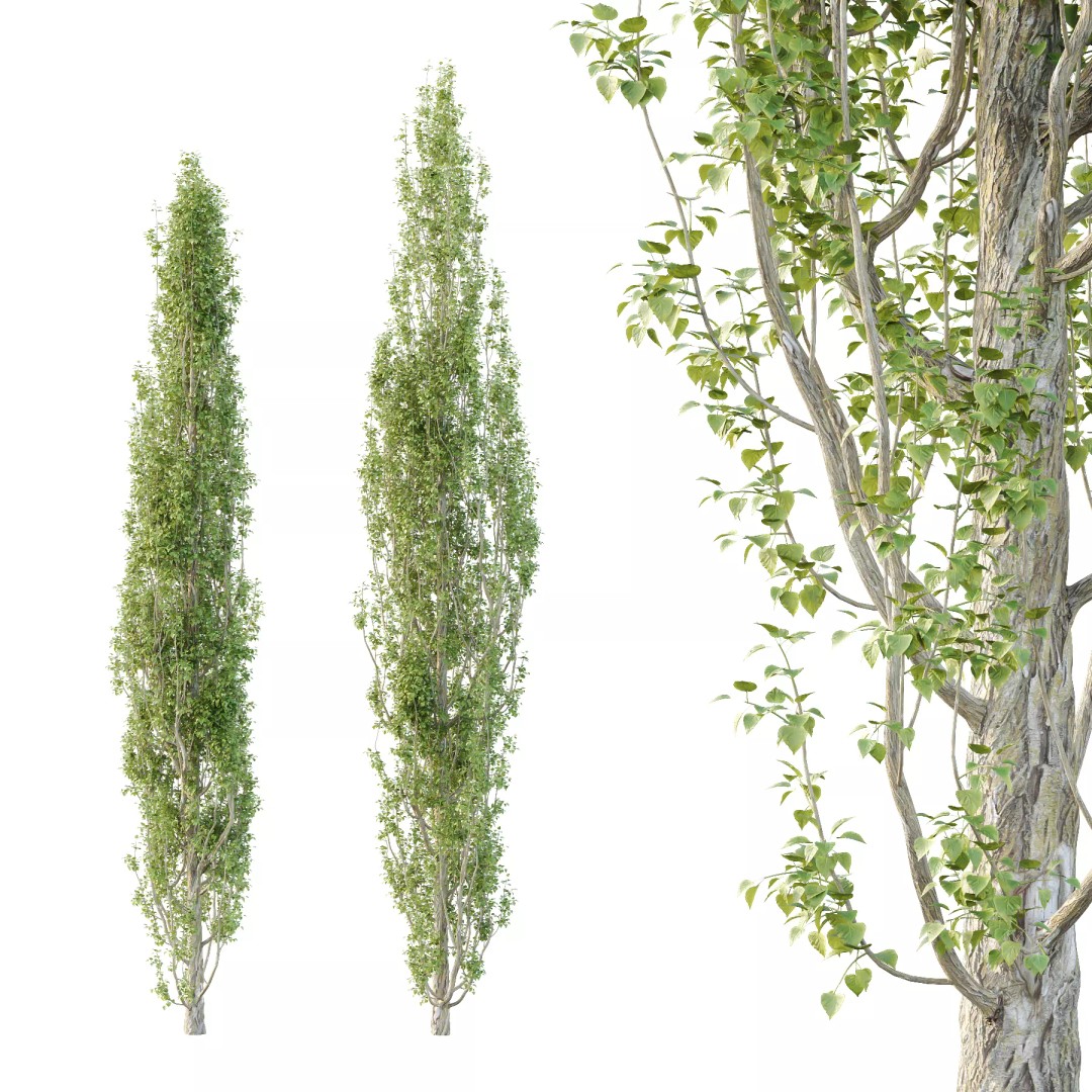 Populus Nigra Tree 3D Model – High Poly Plant Asset, FBX, OBJ, Blender - View 3