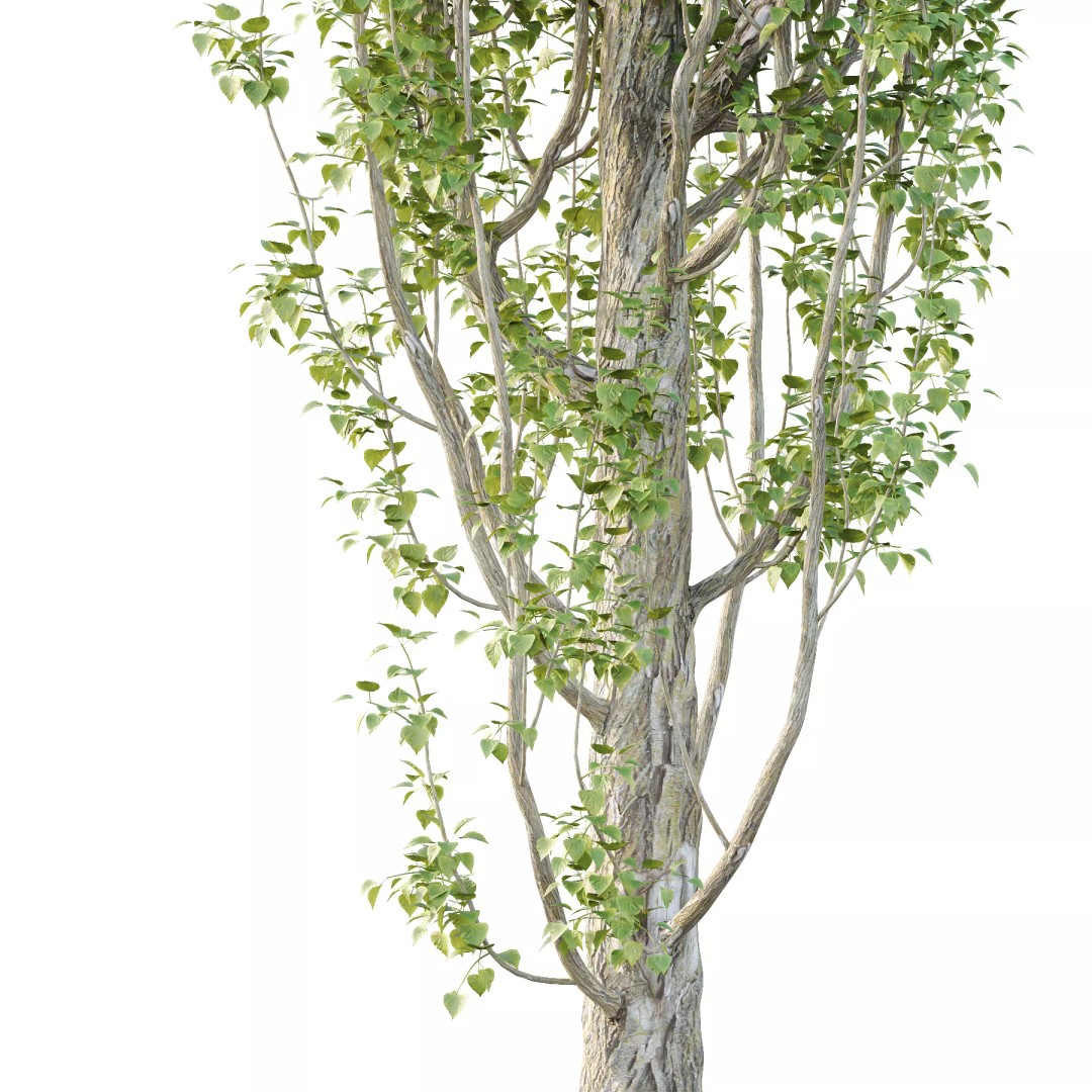Populus Nigra Tree 3D Model – High Poly Plant Asset, FBX, OBJ, Blender - View 4