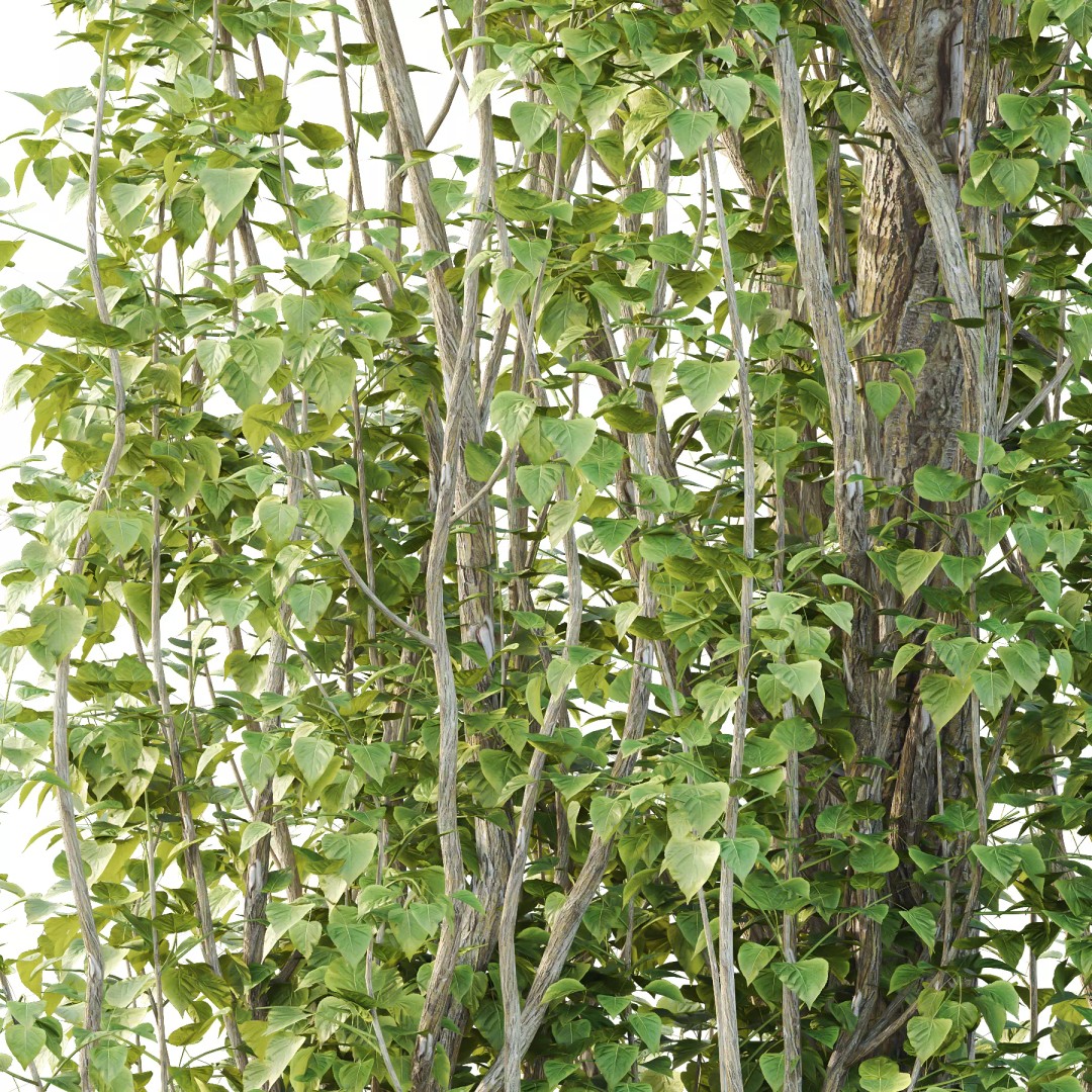 Populus Nigra Tree 3D Model – High Poly Plant Asset, FBX, OBJ, Blender - View 5