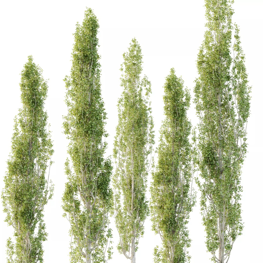 Populus Nigra Tree 3D Model – High Poly Plant Asset, FBX, OBJ, Blender - View 6