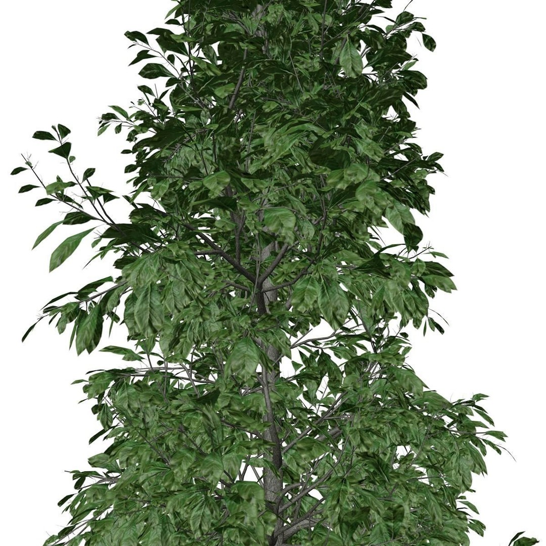 Sourwood Tree 3D Model – Photorealistic Plant Asset, FBX