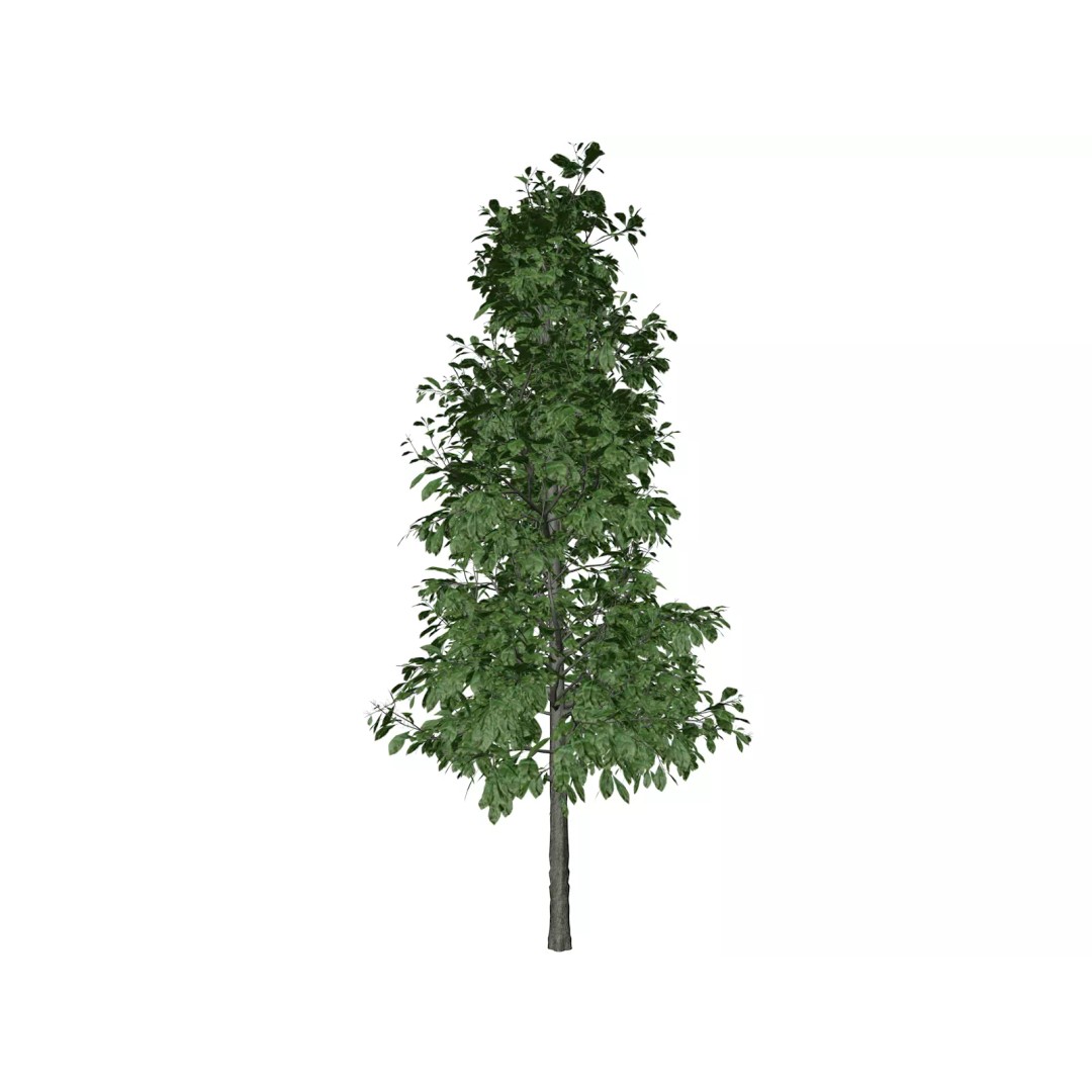 Sourwood Tree 3D Model – Photorealistic Plant Asset, FBX - View 2
