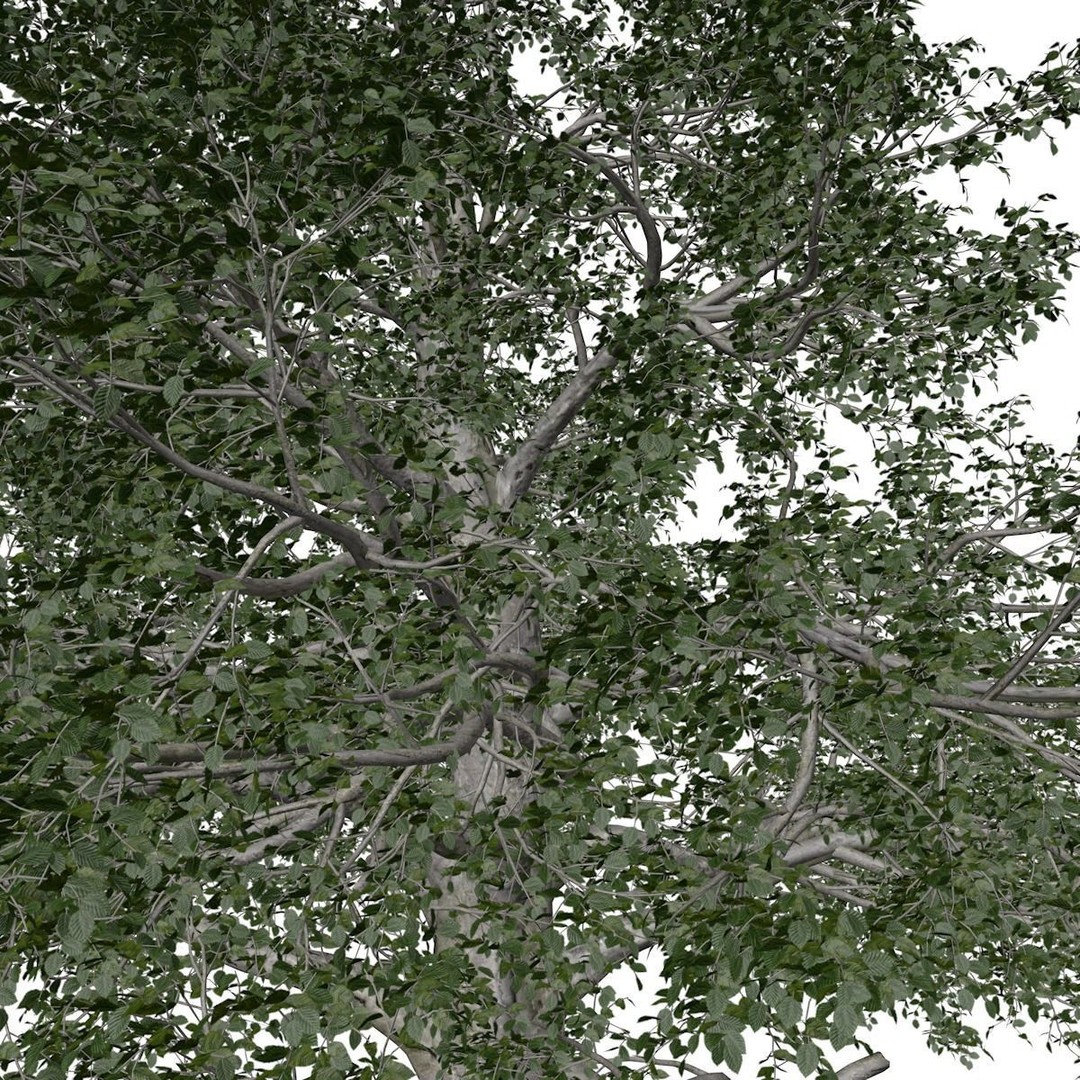 European Beech Tree 3D Model – Photorealistic Game Asset, FBX