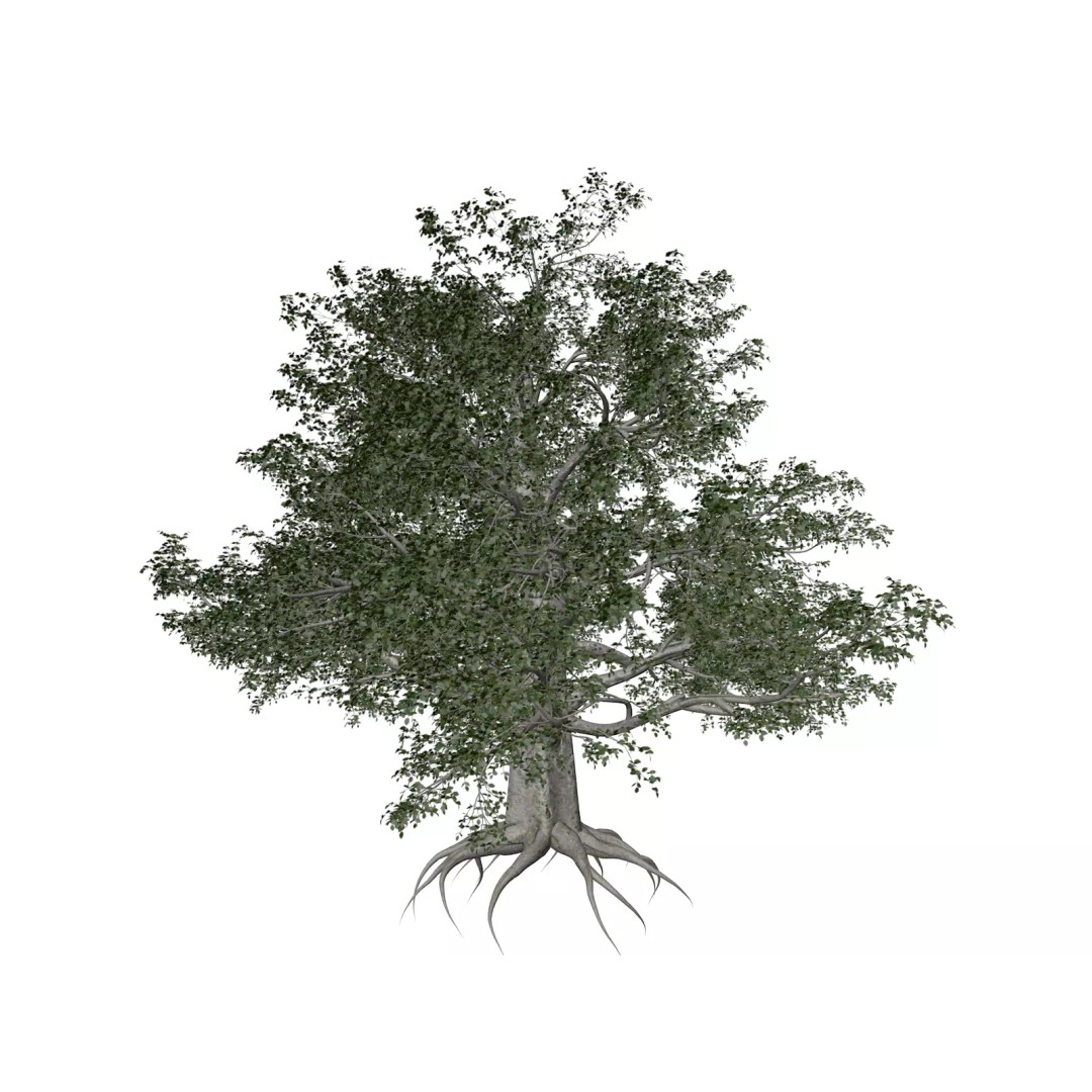 European Beech Tree 3D Model – Photorealistic Game Asset, FBX - View 2