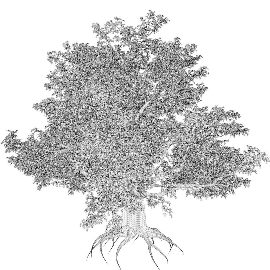 European Beech Tree 3D Model – Photorealistic Game Asset, FBX - View 3