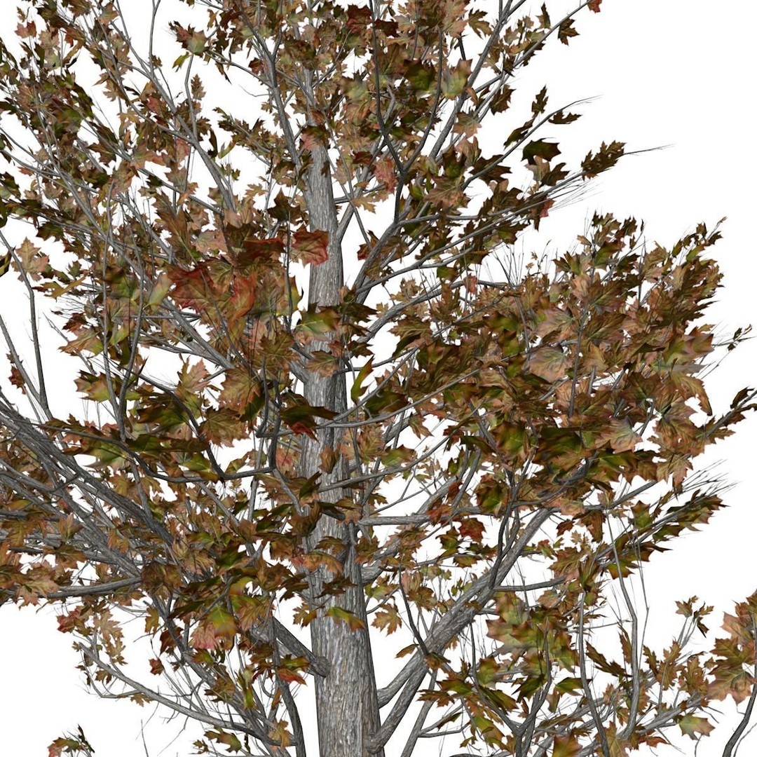Sugar Maple Tree 3D Model – Photorealistic Fall Asset, FBX
