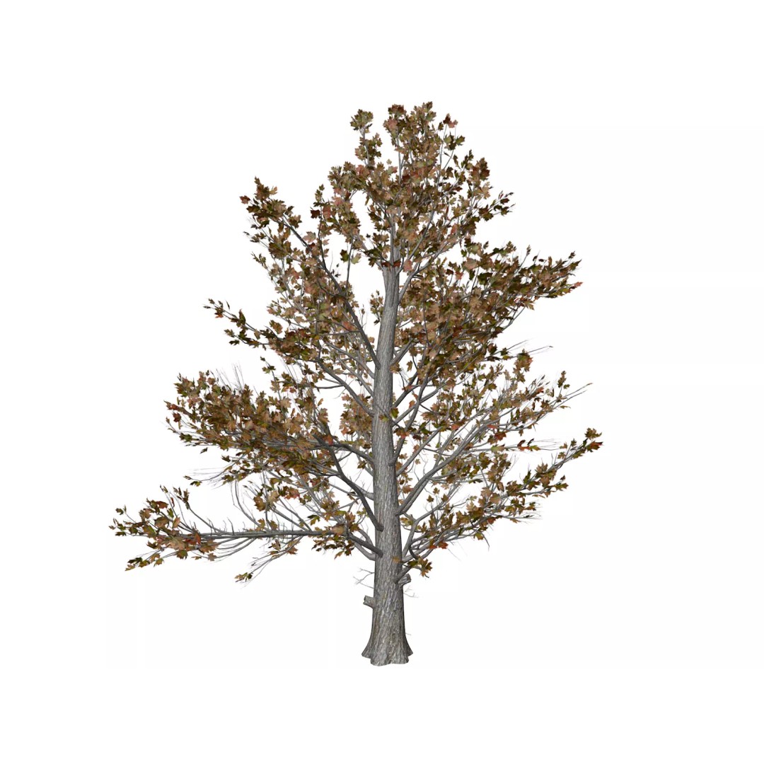 Sugar Maple Tree 3D Model – Photorealistic Fall Asset, FBX - View 2