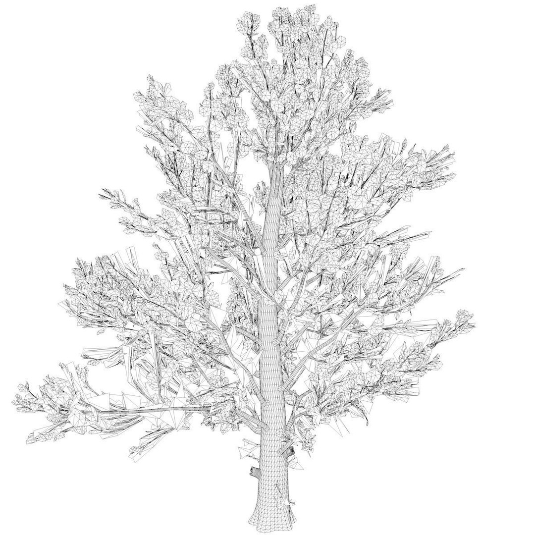 Sugar Maple Tree 3D Model – Photorealistic Fall Asset, FBX - View 3