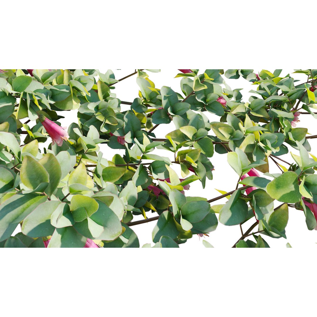 Correa Reflexa 3D Model – Native Fuchsia Plant Asset, FBX