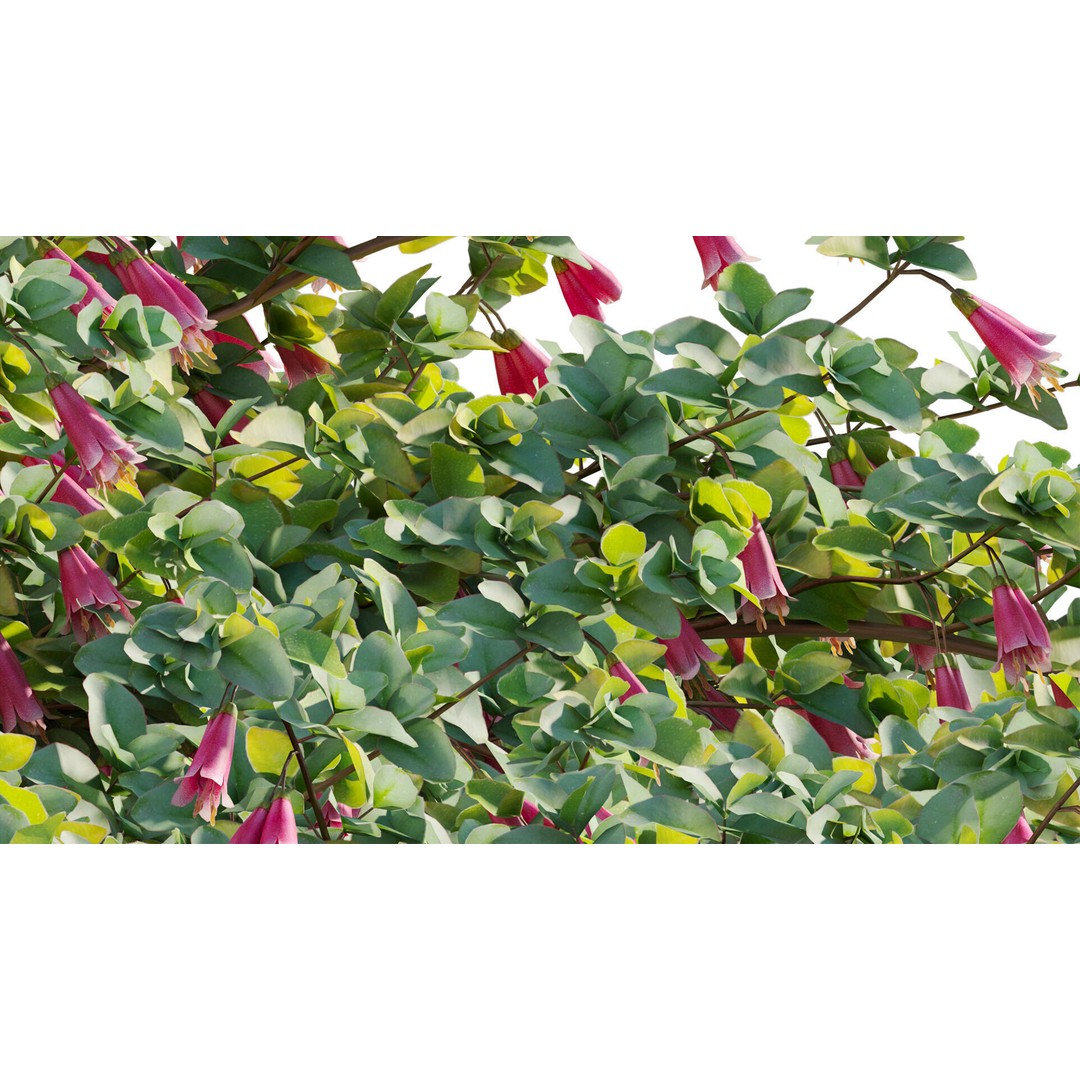 Correa Reflexa 3D Model – Native Fuchsia Plant Asset, FBX - View 10