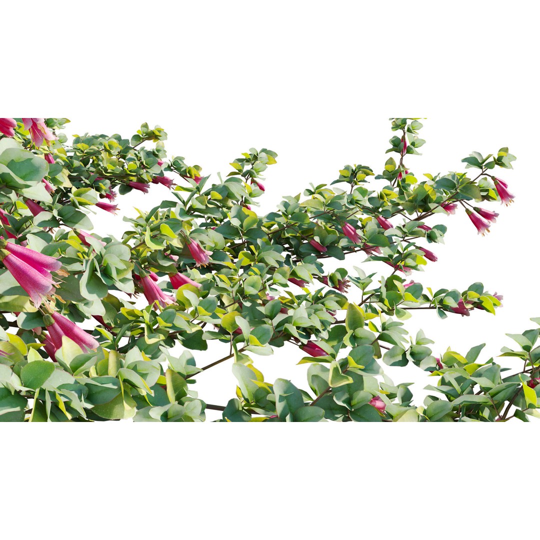 Correa Reflexa 3D Model – Native Fuchsia Plant Asset, FBX - View 11