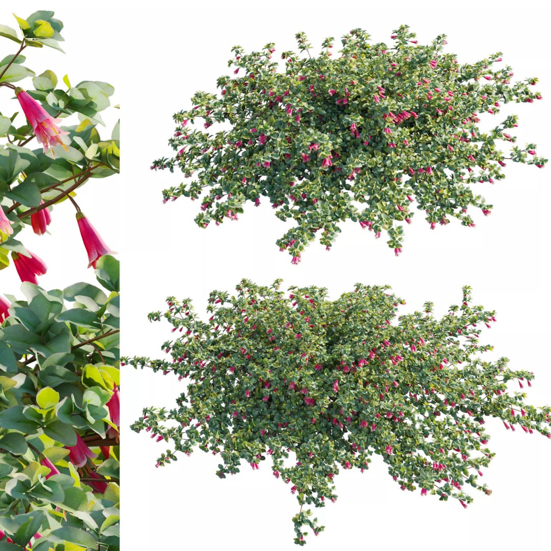 Correa Reflexa 3D Model – Native Fuchsia Plant Asset, FBX - View 2
