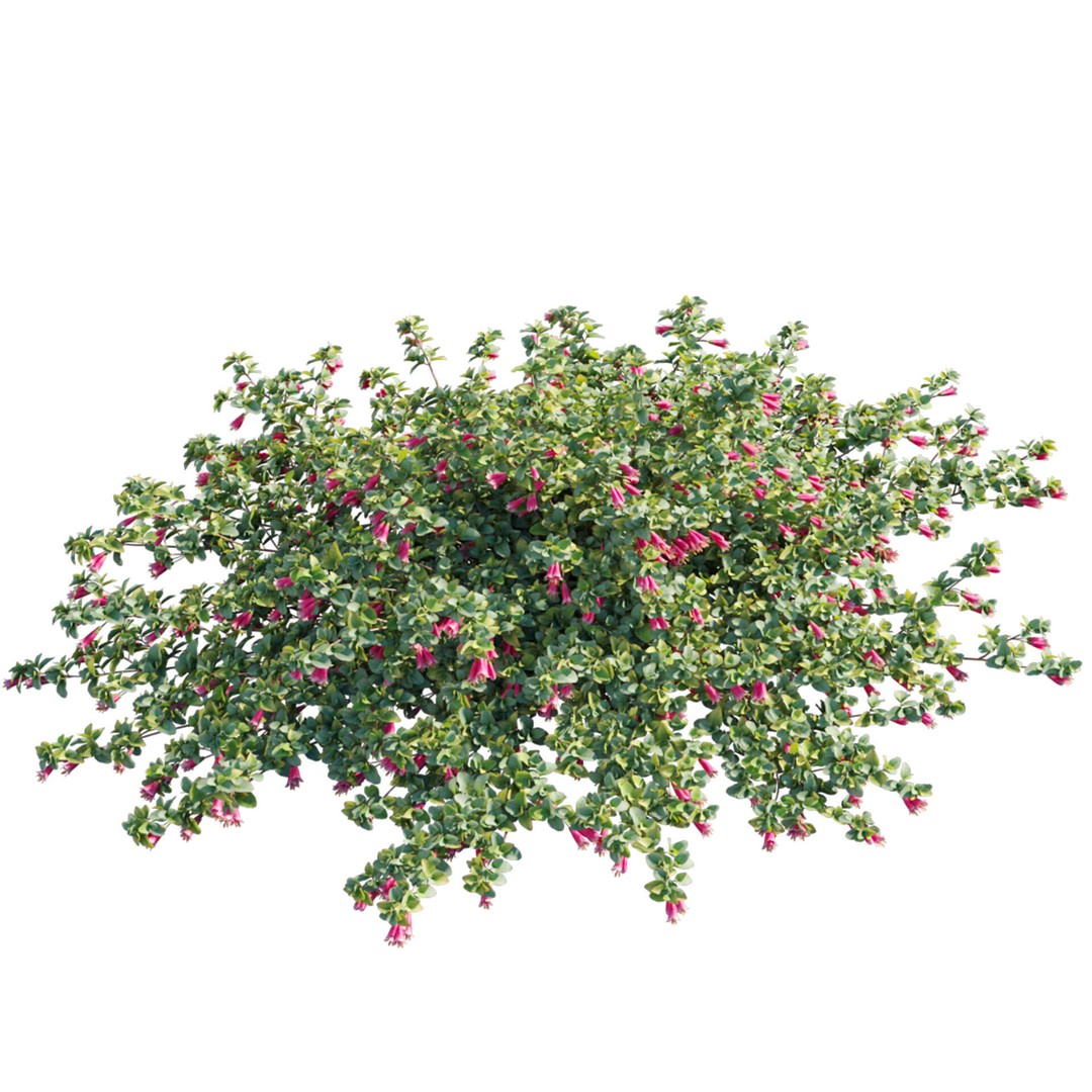 Correa Reflexa 3D Model – Native Fuchsia Plant Asset, FBX - View 3