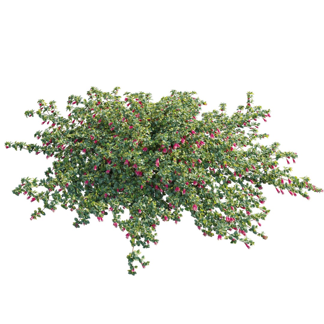 Correa Reflexa 3D Model – Native Fuchsia Plant Asset, FBX - View 4