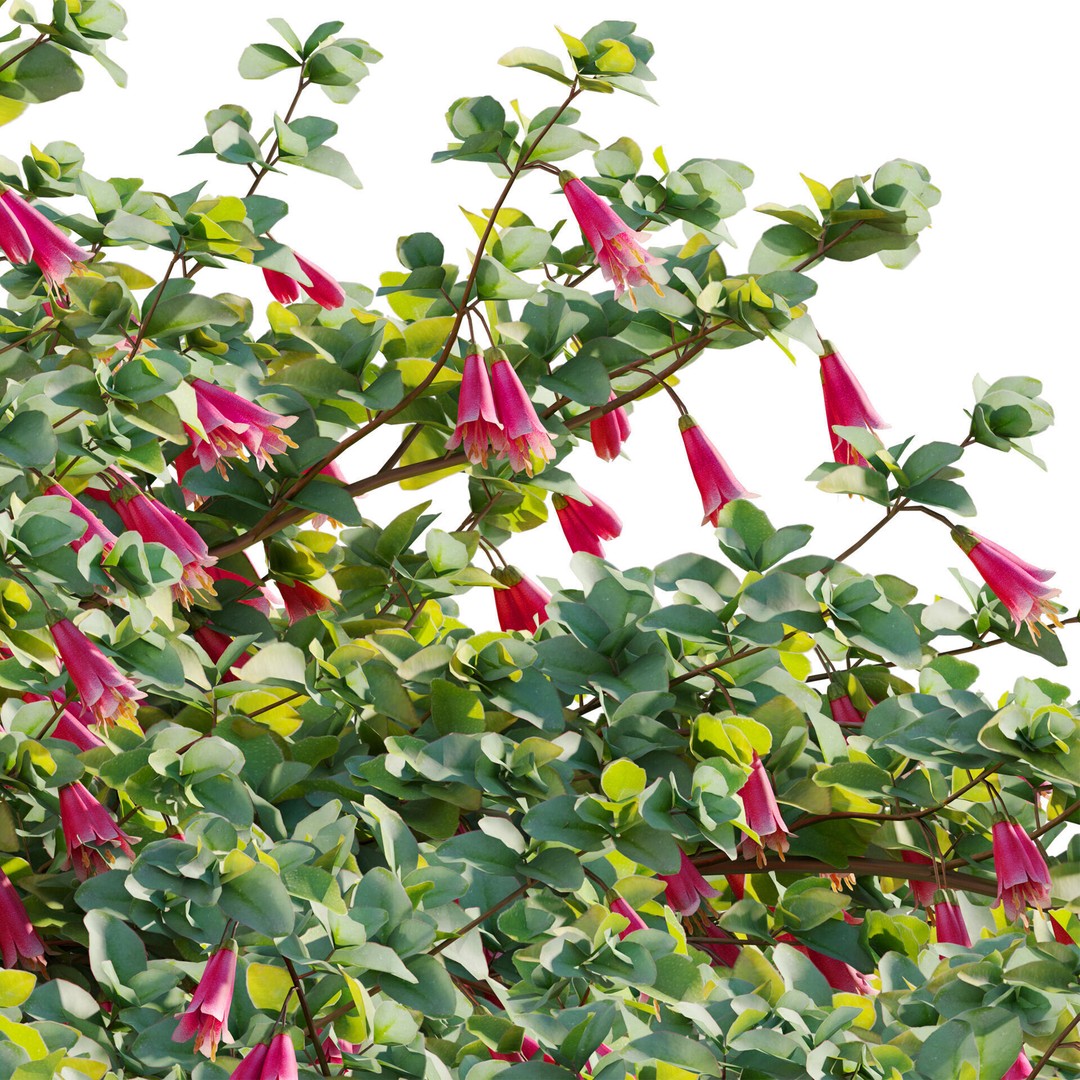 Correa Reflexa 3D Model – Native Fuchsia Plant Asset, FBX - View 5