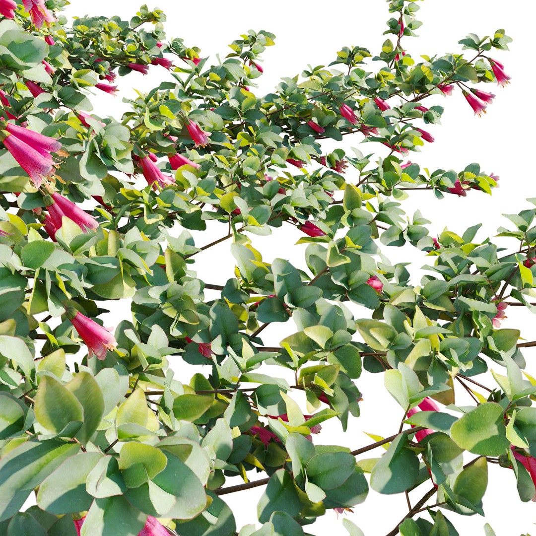 Correa Reflexa 3D Model – Native Fuchsia Plant Asset, FBX - View 6