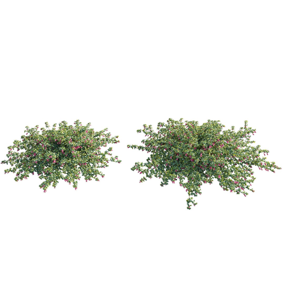 Correa Reflexa 3D Model – Native Fuchsia Plant Asset, FBX - View 8