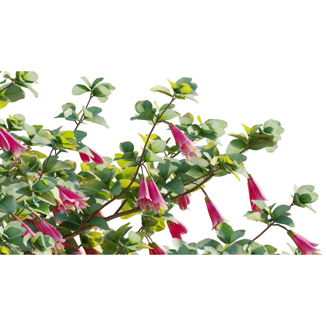 Correa Reflexa 3D Model – Native Fuchsia Plant Asset, FBX - View 9