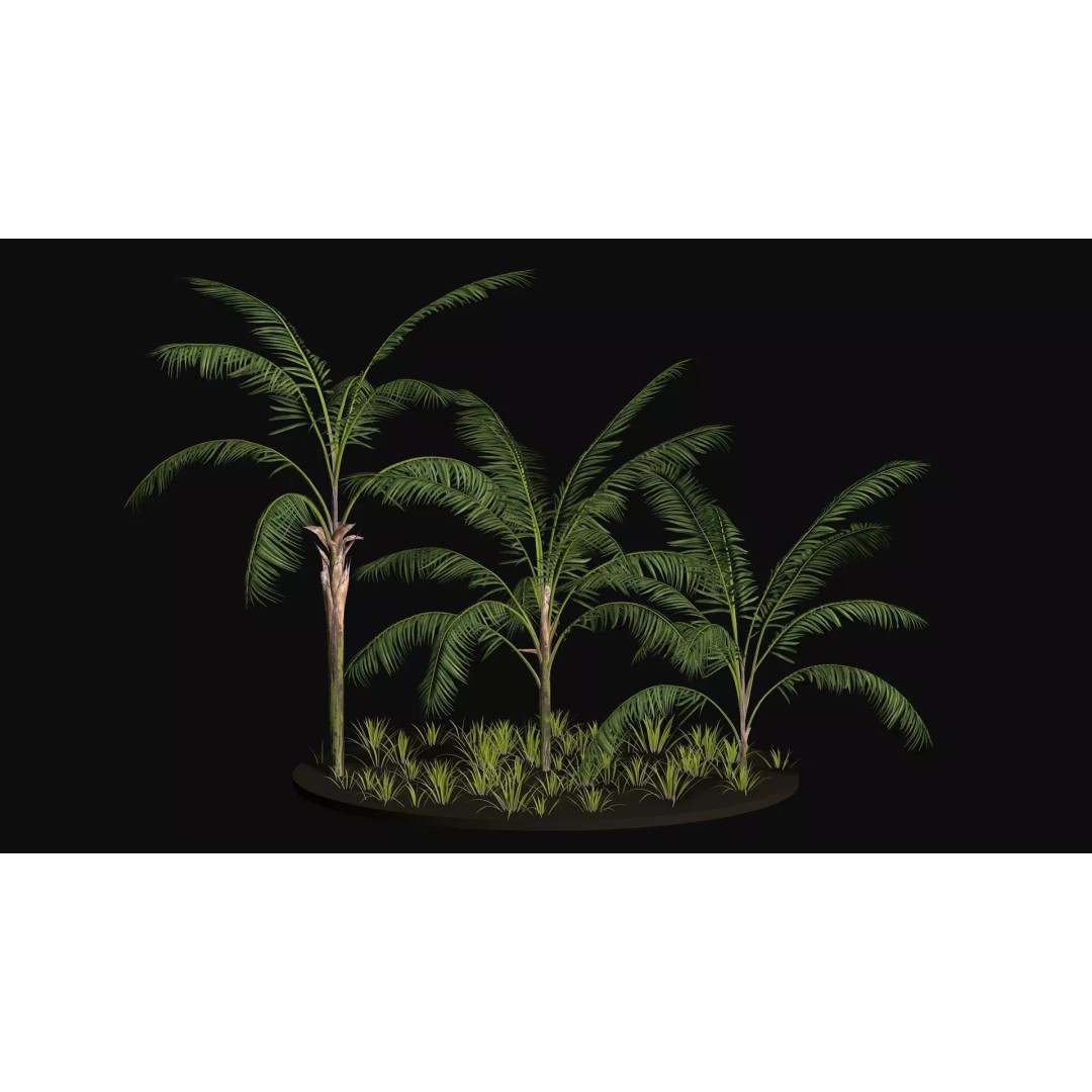 Areca Palm Tree 3D Model – Tropical Plant Asset, PBR Textures - View 2