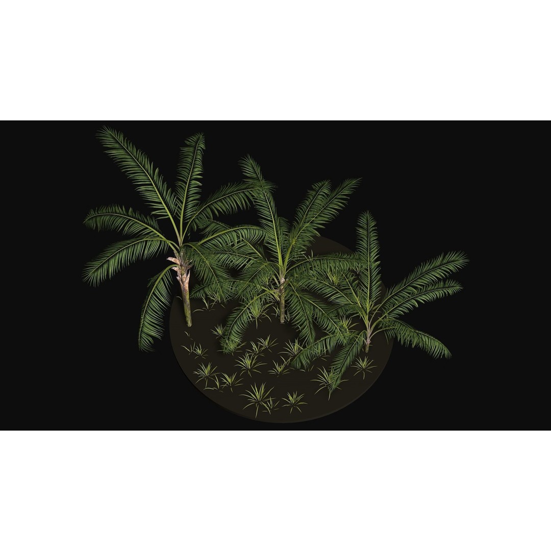 Areca Palm Tree 3D Model – Tropical Plant Asset, PBR Textures - View 6