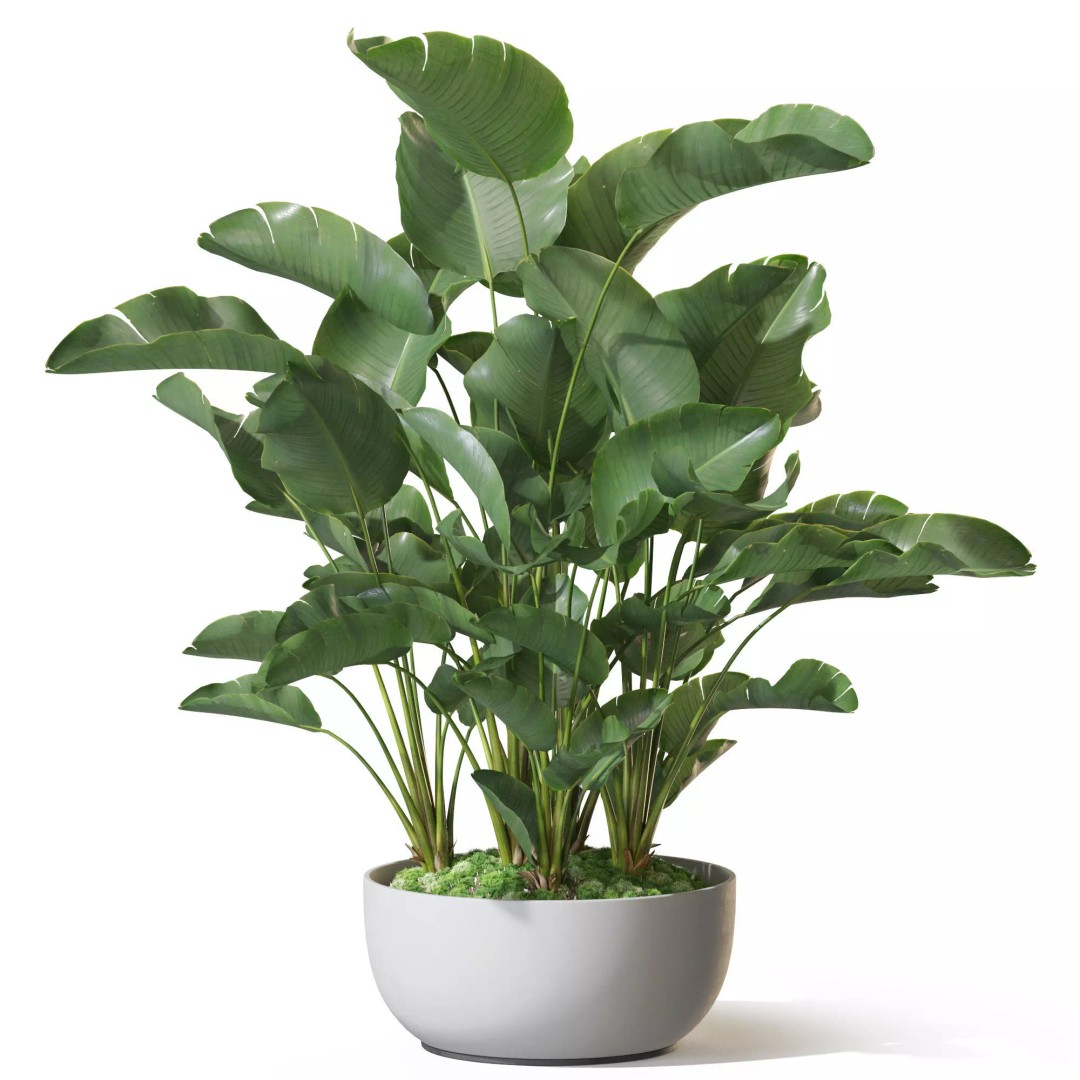 Plant 1315 3D Model – High-Quality PBR Pot Plant for Archviz - View 2