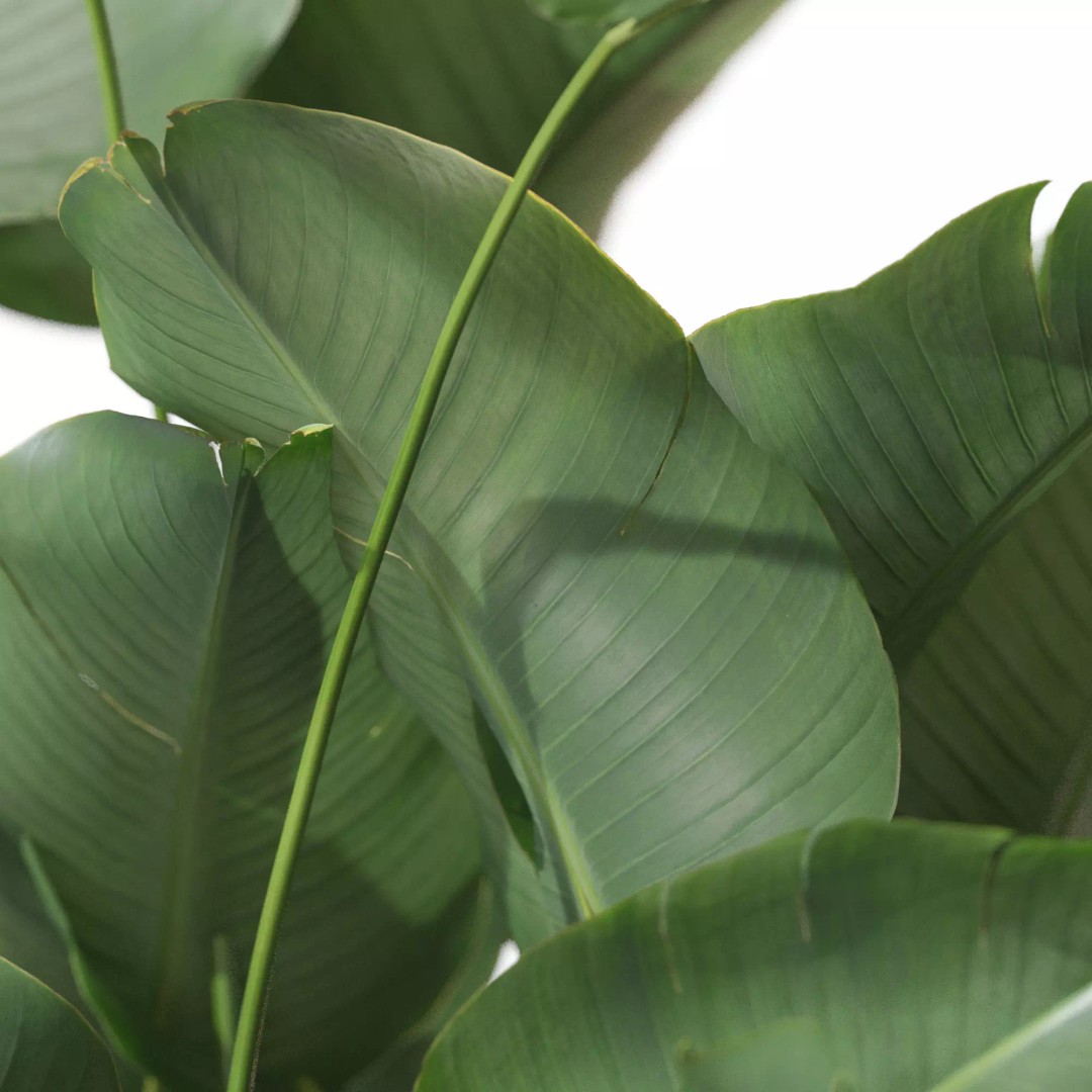 Plant 1315 3D Model – High-Quality PBR Pot Plant for Archviz - View 3