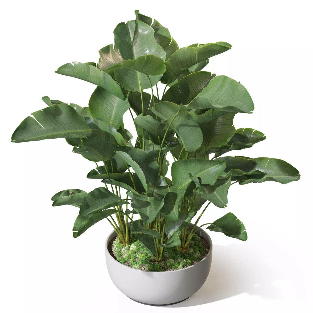 Plant 1315 3D Model – High-Quality PBR Pot Plant for Archviz - View 4