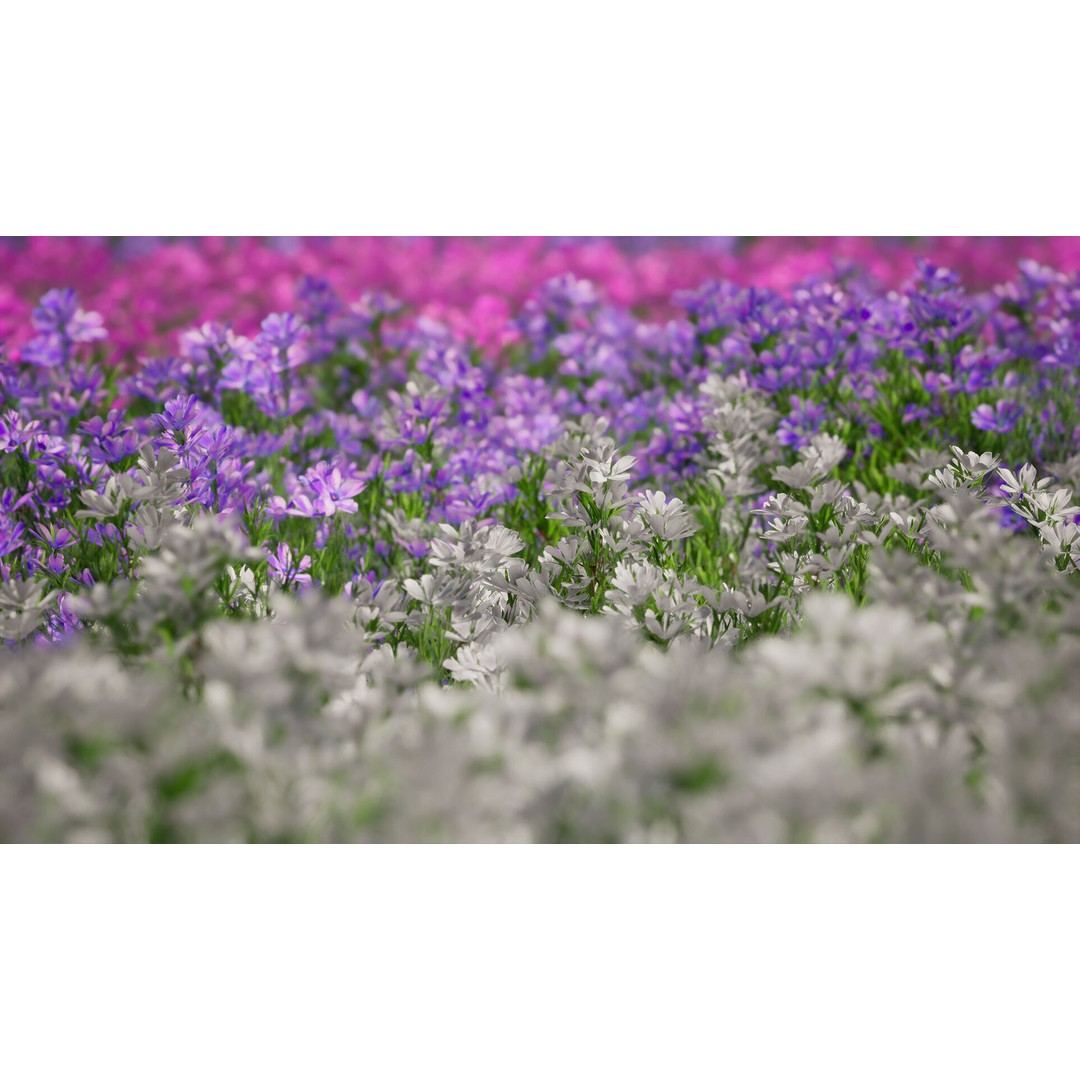 Moss Phlox Flower Grass Plant 3D Model – Low Poly PBR Asset, FBX, OBJ - View 3