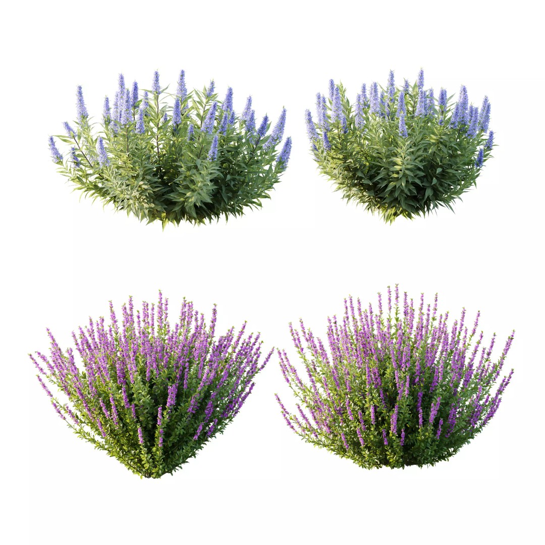 Leucophyllum Frutescens 3D Model – High Poly Plant Asset, FBX & OBJ Formats - View 2