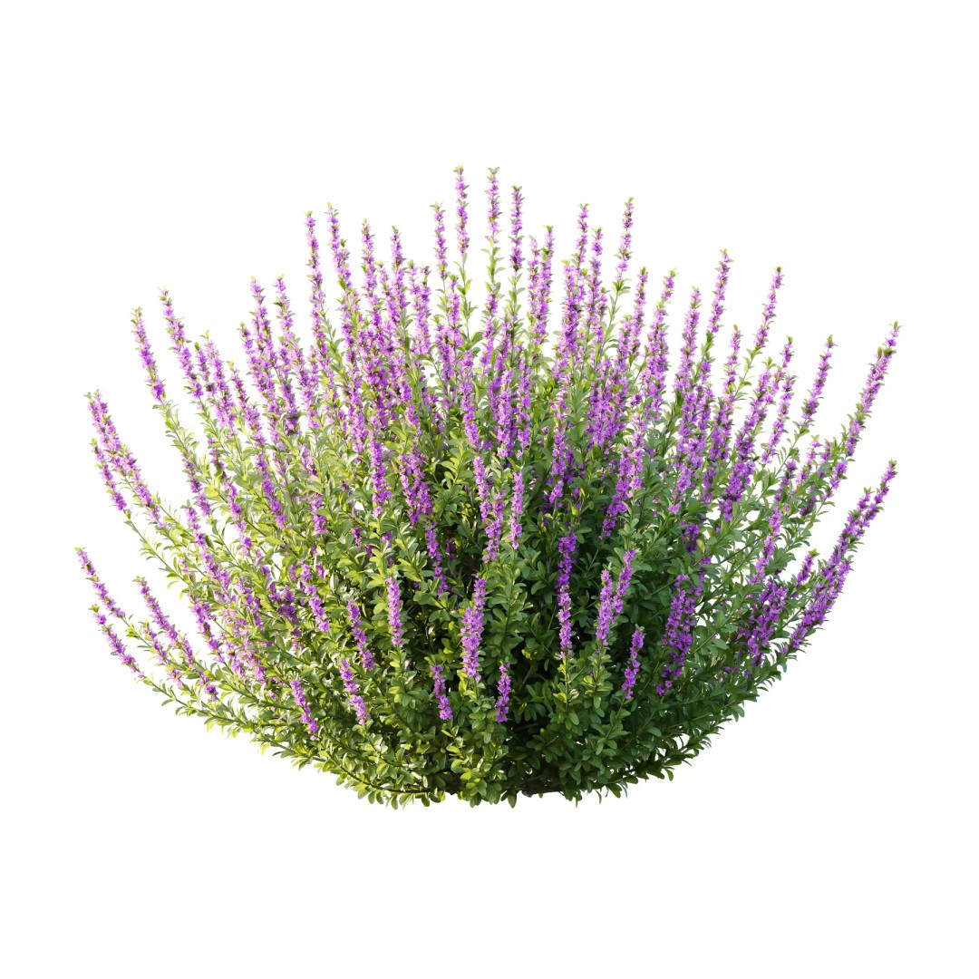 Leucophyllum Frutescens 3D Model – High Poly Plant Asset, FBX & OBJ Formats - View 3