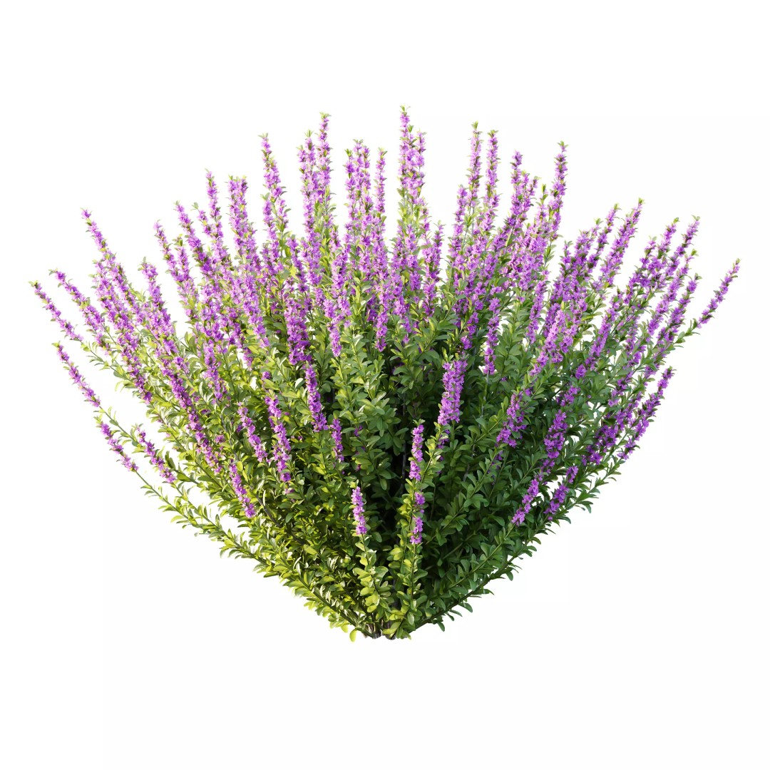 Leucophyllum Frutescens 3D Model – High Poly Plant Asset, FBX & OBJ Formats - View 4
