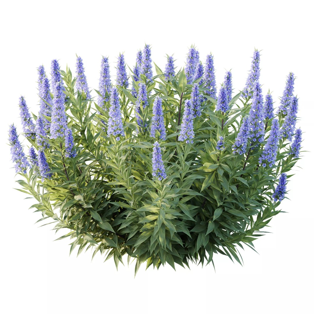 Leucophyllum Frutescens 3D Model – High Poly Plant Asset, FBX & OBJ Formats - View 5