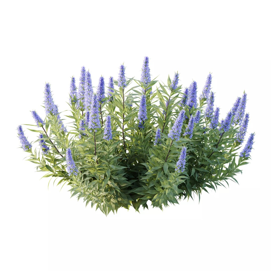 Leucophyllum Frutescens 3D Model – High Poly Plant Asset, FBX & OBJ Formats - View 6