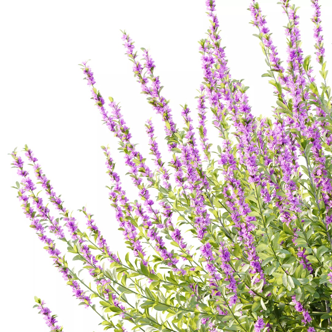 Leucophyllum Frutescens 3D Model – High Poly Plant Asset, FBX & OBJ Formats - View 7