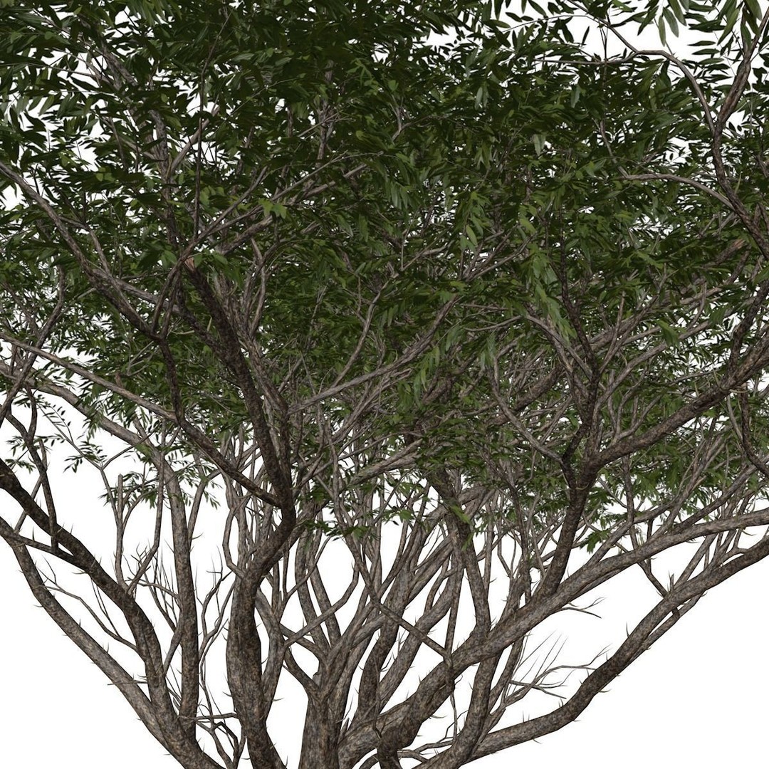 Acacia Tree 3D Model – Photorealistic Polygon Mesh for Archviz